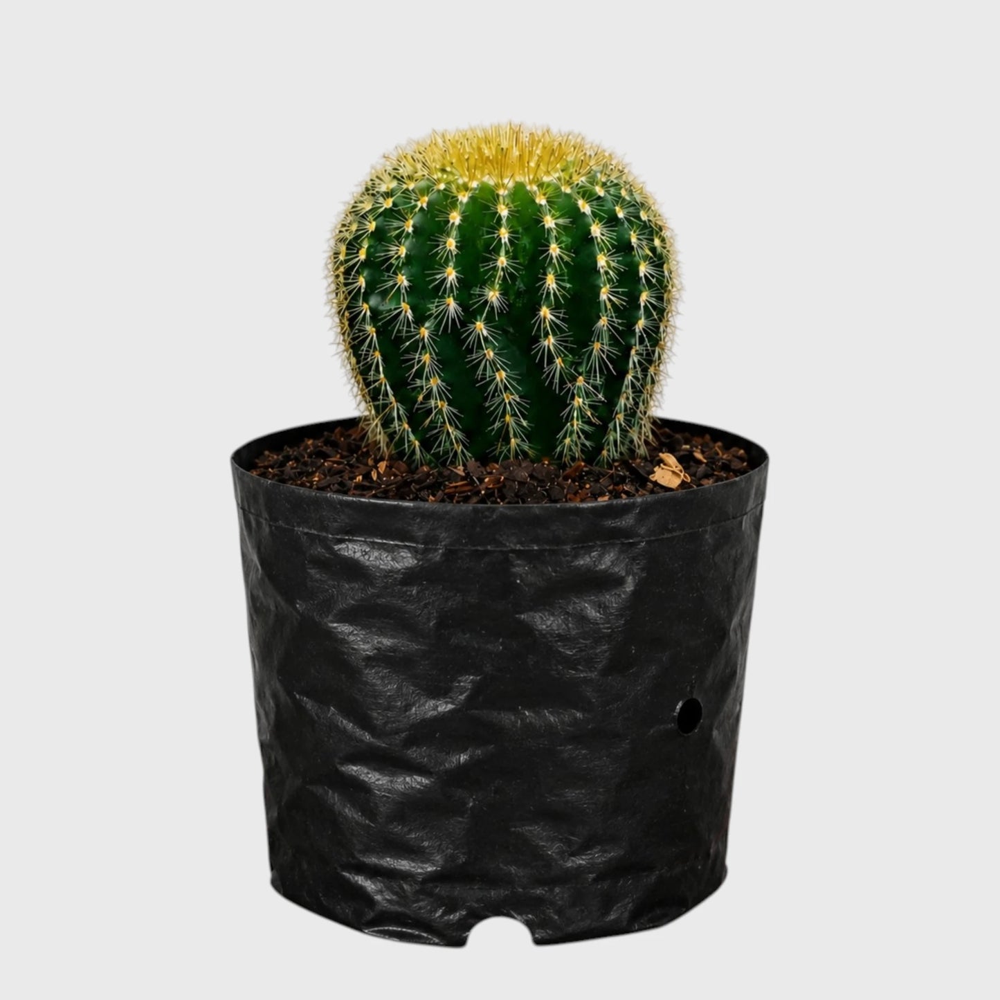 Parodia Leninghausii | Mature Flowering Golden Cactus