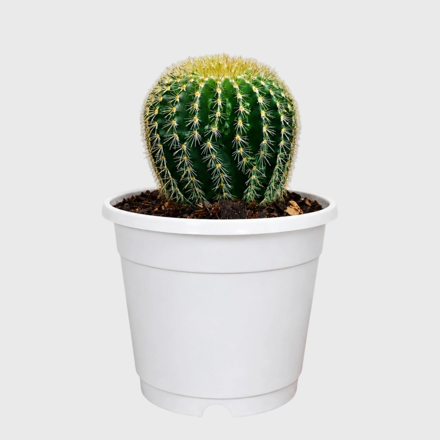 Parodia Leninghausii | Mature Flowering Golden Cactus