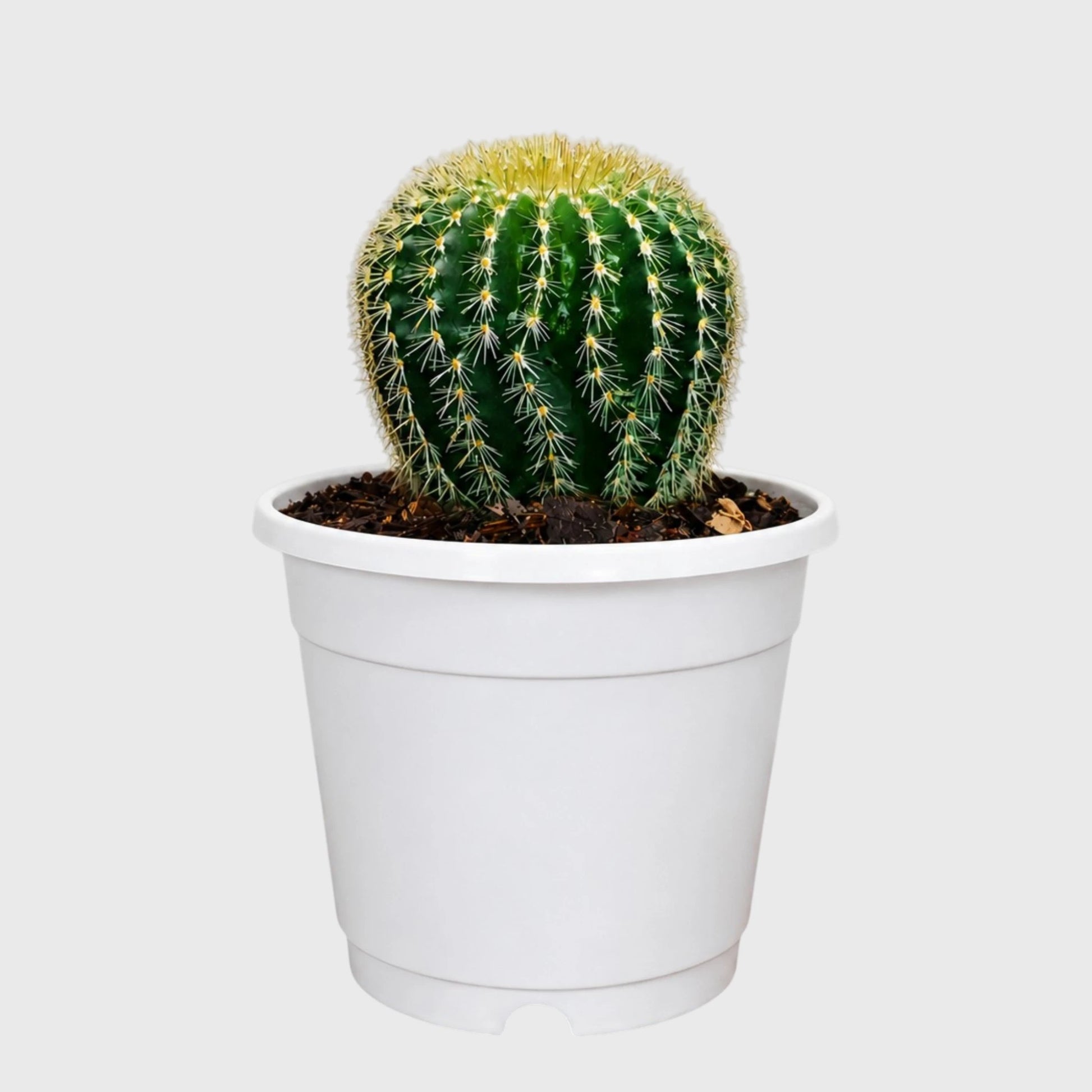 Parodia Leninghausii | Mature Flowering Golden Cactus