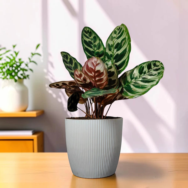 Peacock Plant (Calathea)