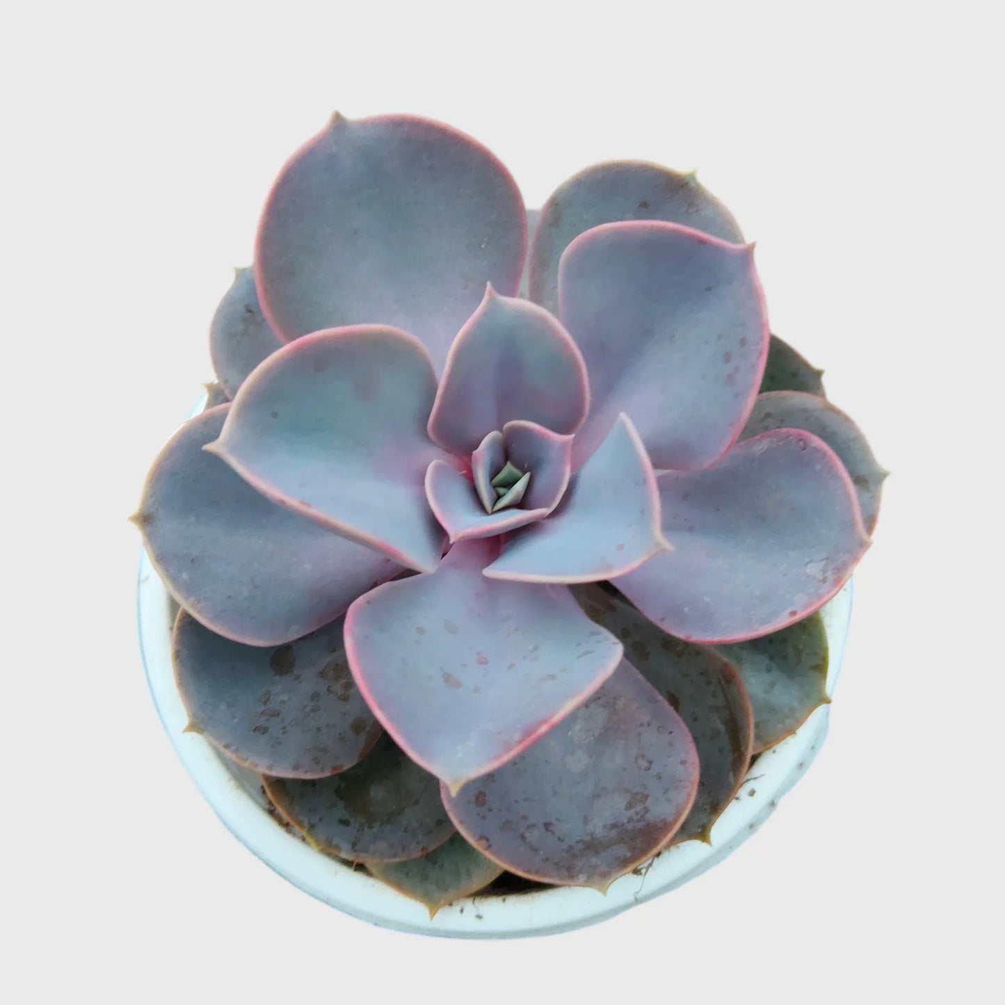 Succulent Combo Set of 5, Collector Succulent Set, Colourful Succulent Mix Well Rooted Mature Bare Rooted Live Plants | Free Shipping