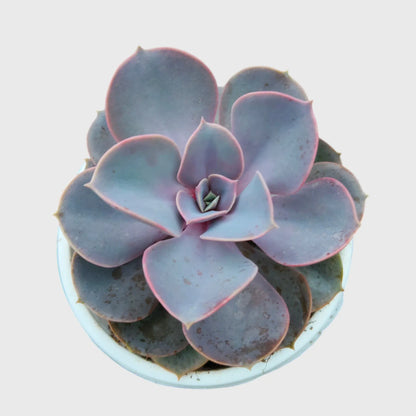 Succulent Combo Set of 5, Collector Succulent Set, Colourful Succulent Mix Well Rooted Mature Bare Rooted Live Plants | Free Shipping