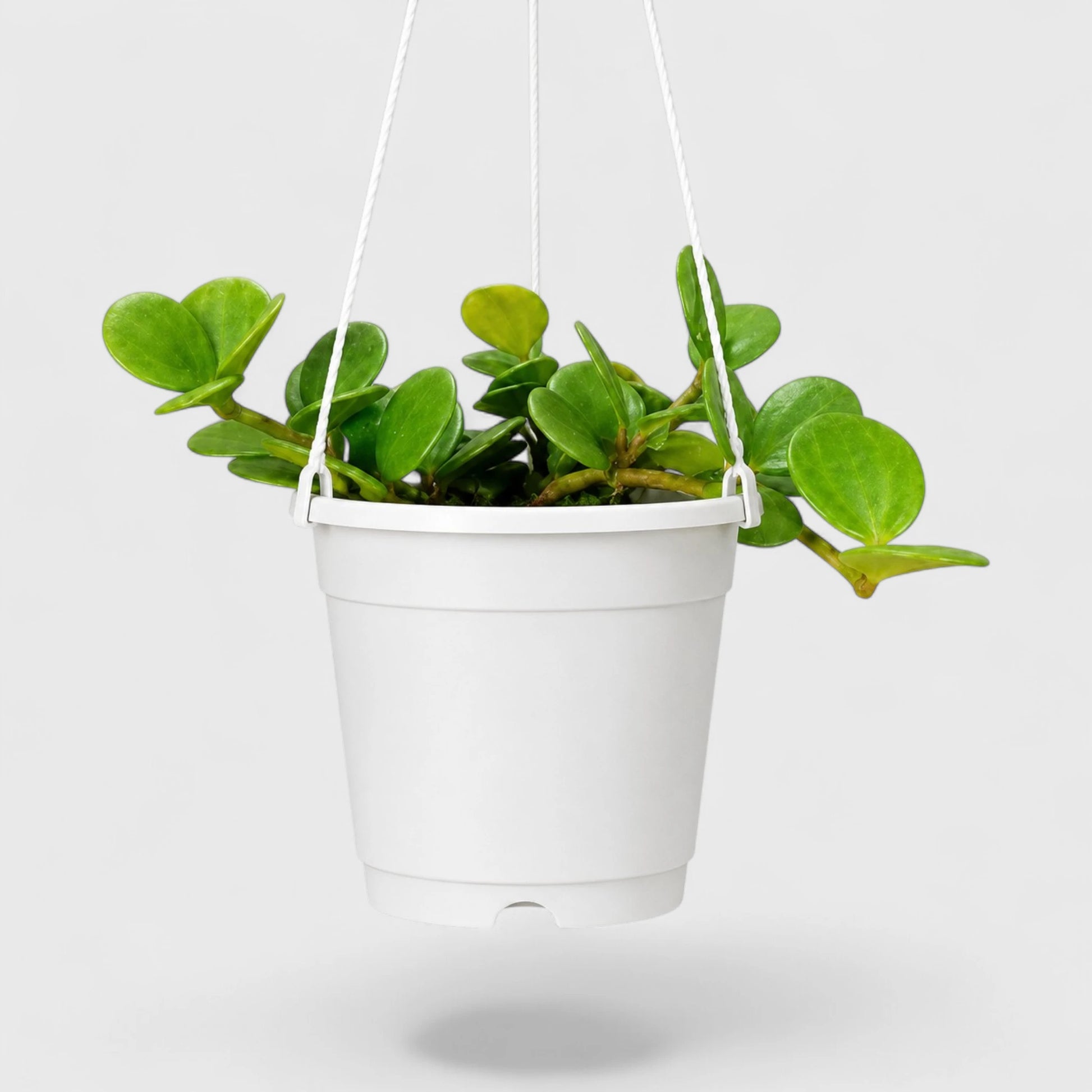 Peperomia Hope (Peperomia Tetraphylla) | Mature Hanging Indoor Plant