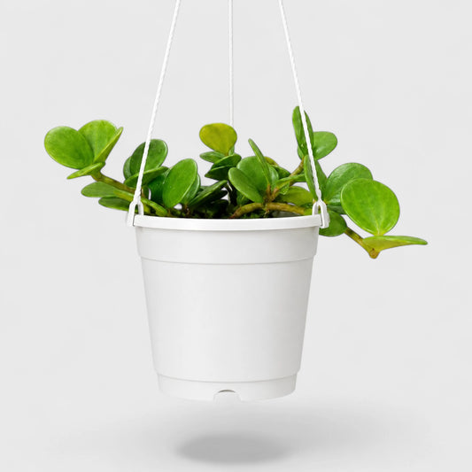 Peperomia Hope (Peperomia Tetraphylla) | Mature Hanging Indoor Plant