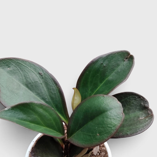 peperomia-black-knight-indoor-plant
