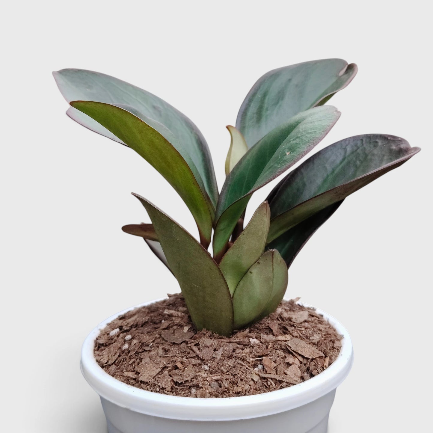 Peperomia Black Knight – Dark Green Baby Rubber Plant