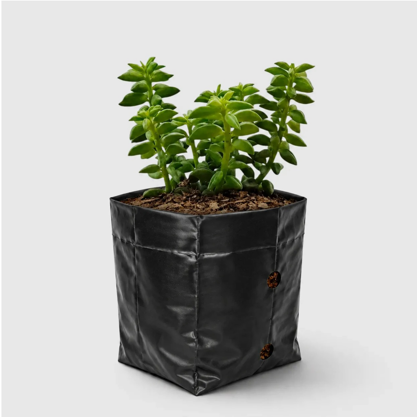 Peperomia Dolabriformis – Prayer Peperomia Succulent with Folded Leaves