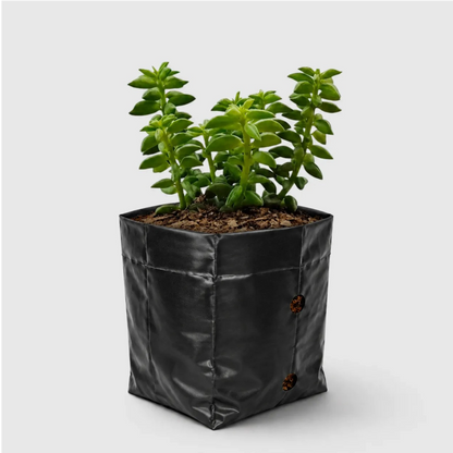 Peperomia Dolabriformis – Prayer Peperomia Succulent with Folded Leaves