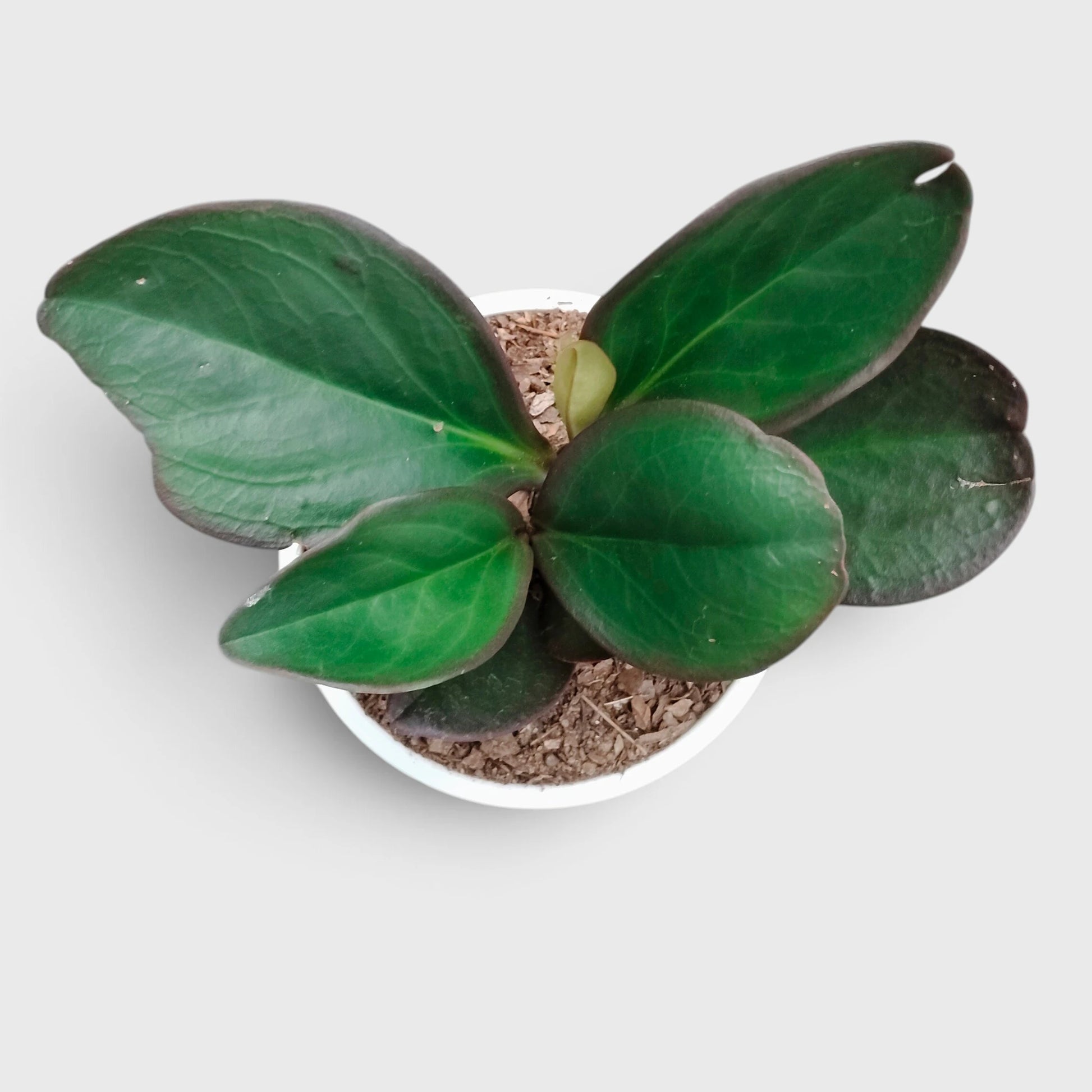 Peperomia Black Knight – Dark Green Baby Rubber Plant