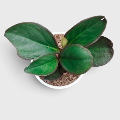 Peperomia Black Knight – Dark Green Baby Rubber Plant