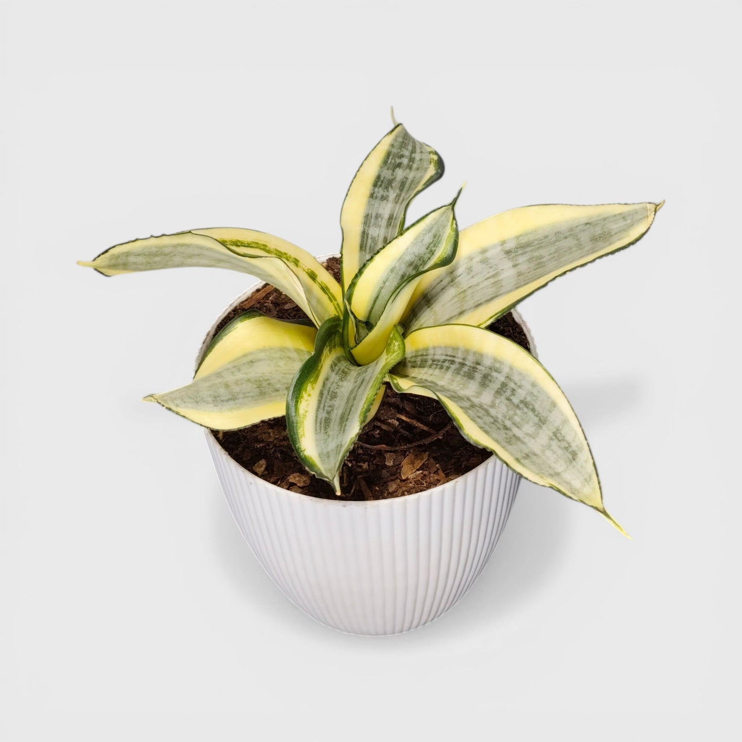 Perfect small plant for desks and shelves.