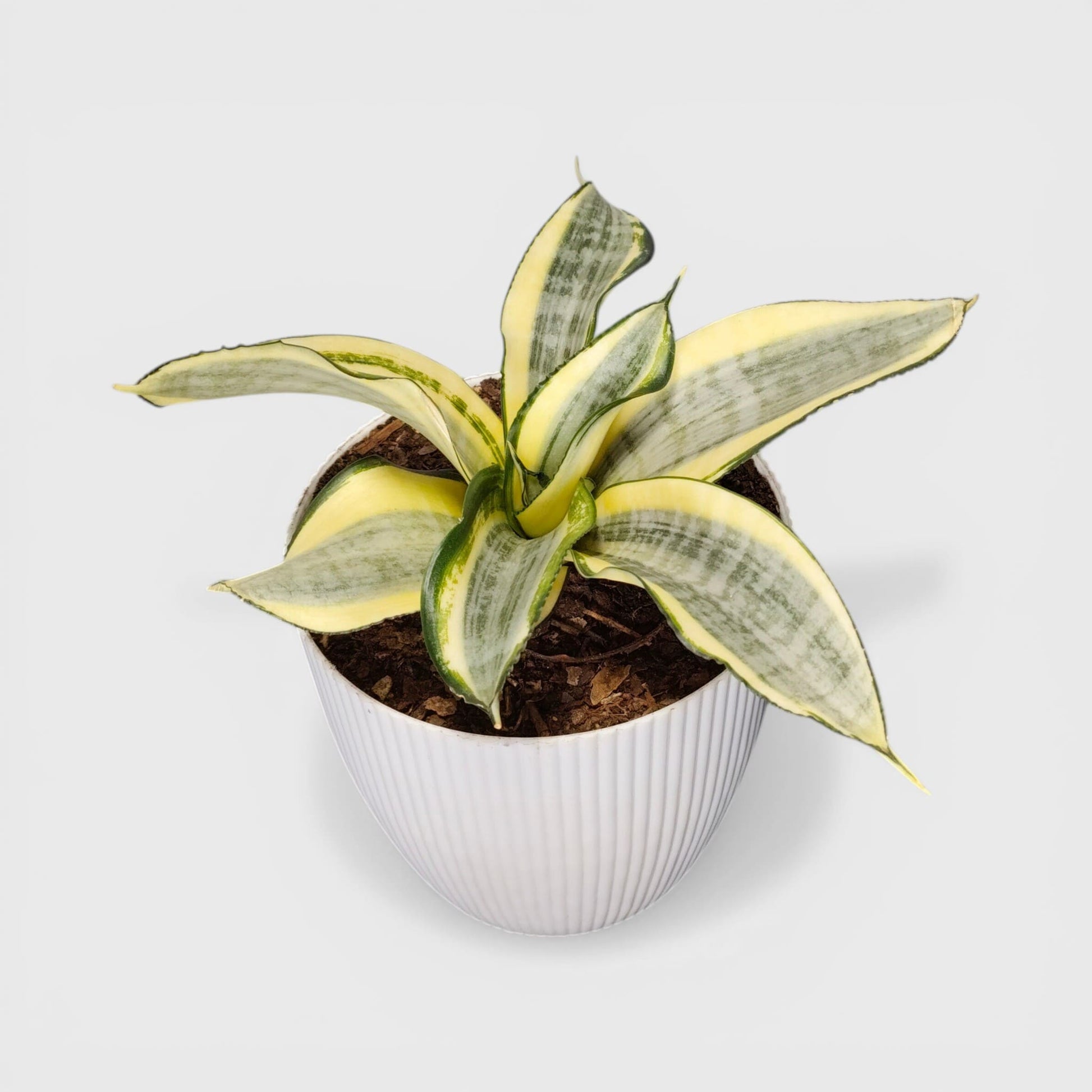 Perfect small plant for desks and shelves.