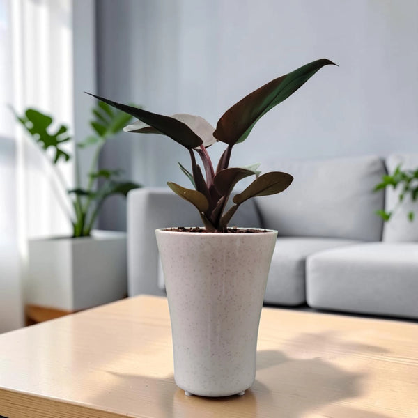 Rare Philodendron Black Cardinal | Well Rooted Mature Indoor Plant