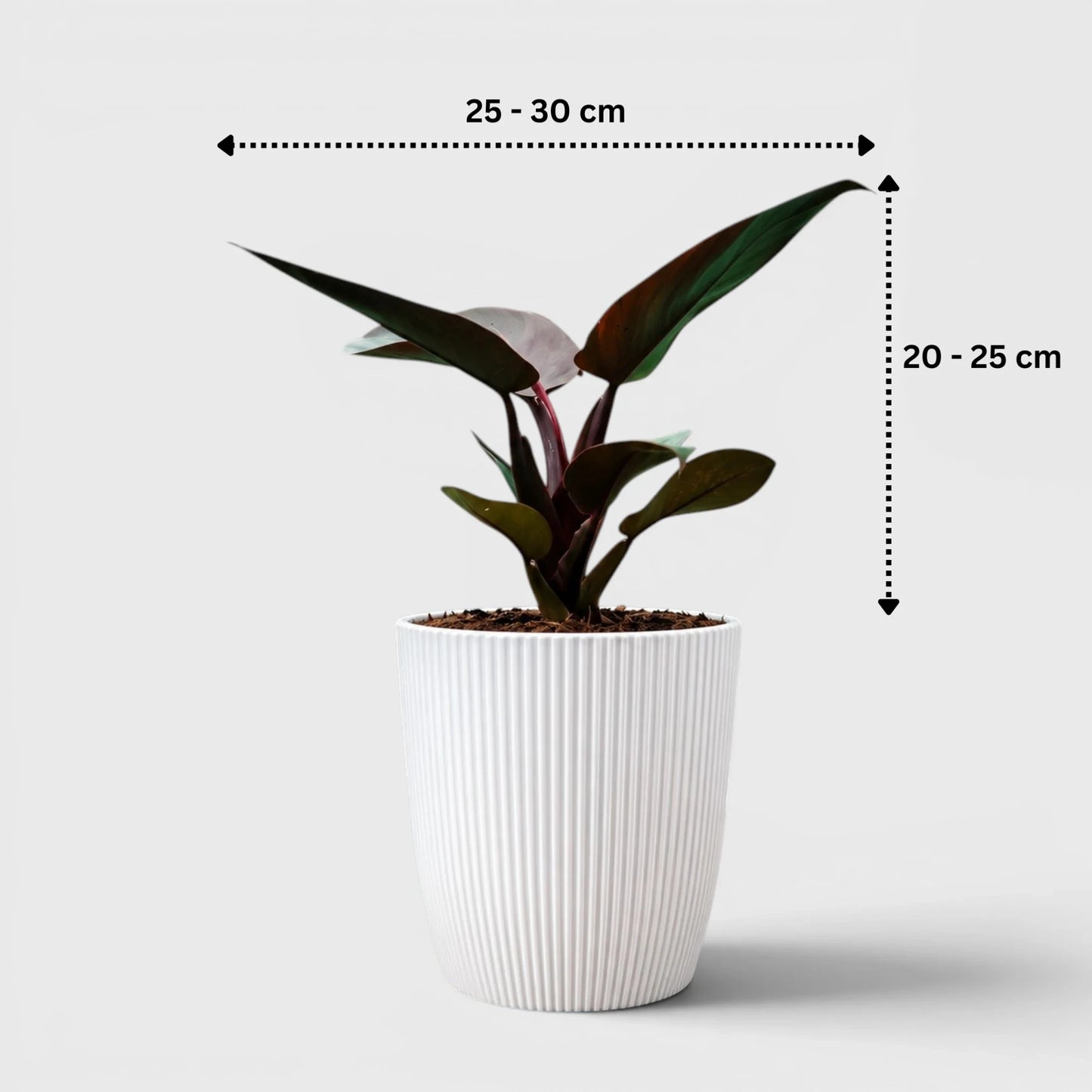 Rare Indoor House Plants Combo Set of 3 | Well Rooted Mature Plants
