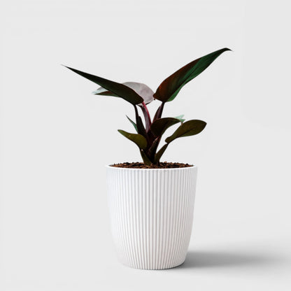 Rare Indoor House Plants Combo Set of 3 | Well Rooted Mature Plants