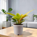 Philodendron Golden Melinonii | Rare Well Rooted Mature Golden Foliage Plant