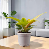 Philodendron Golden Melinonii | Rare Well Rooted Mature Golden Foliage Plant