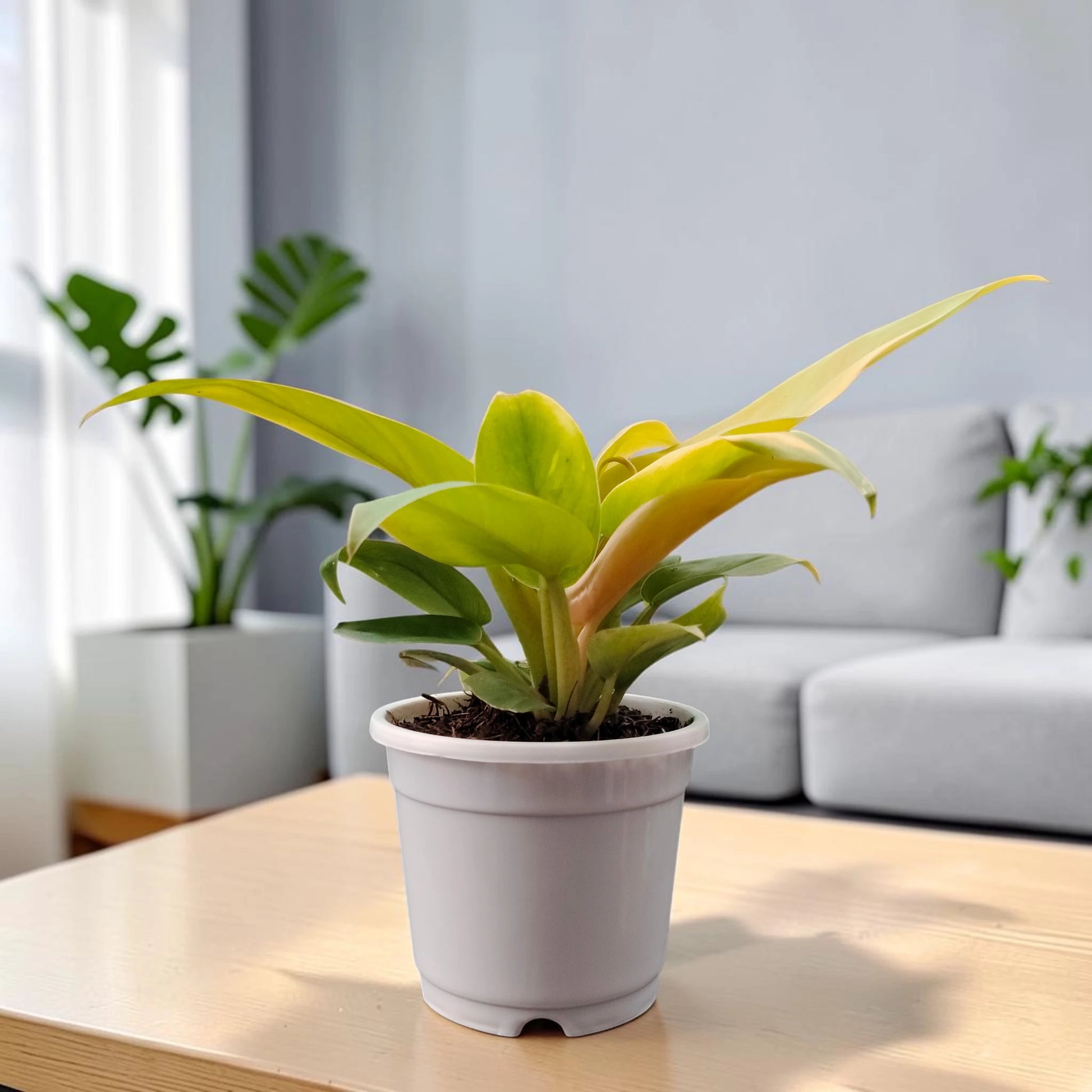 Philodendron Golden Melinonii | Rare Well Rooted Mature Golden Foliage Plant