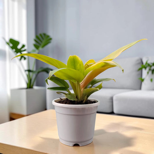 Philodendron Golden Melinonii | Rare Well Rooted Mature Golden Foliage Plant