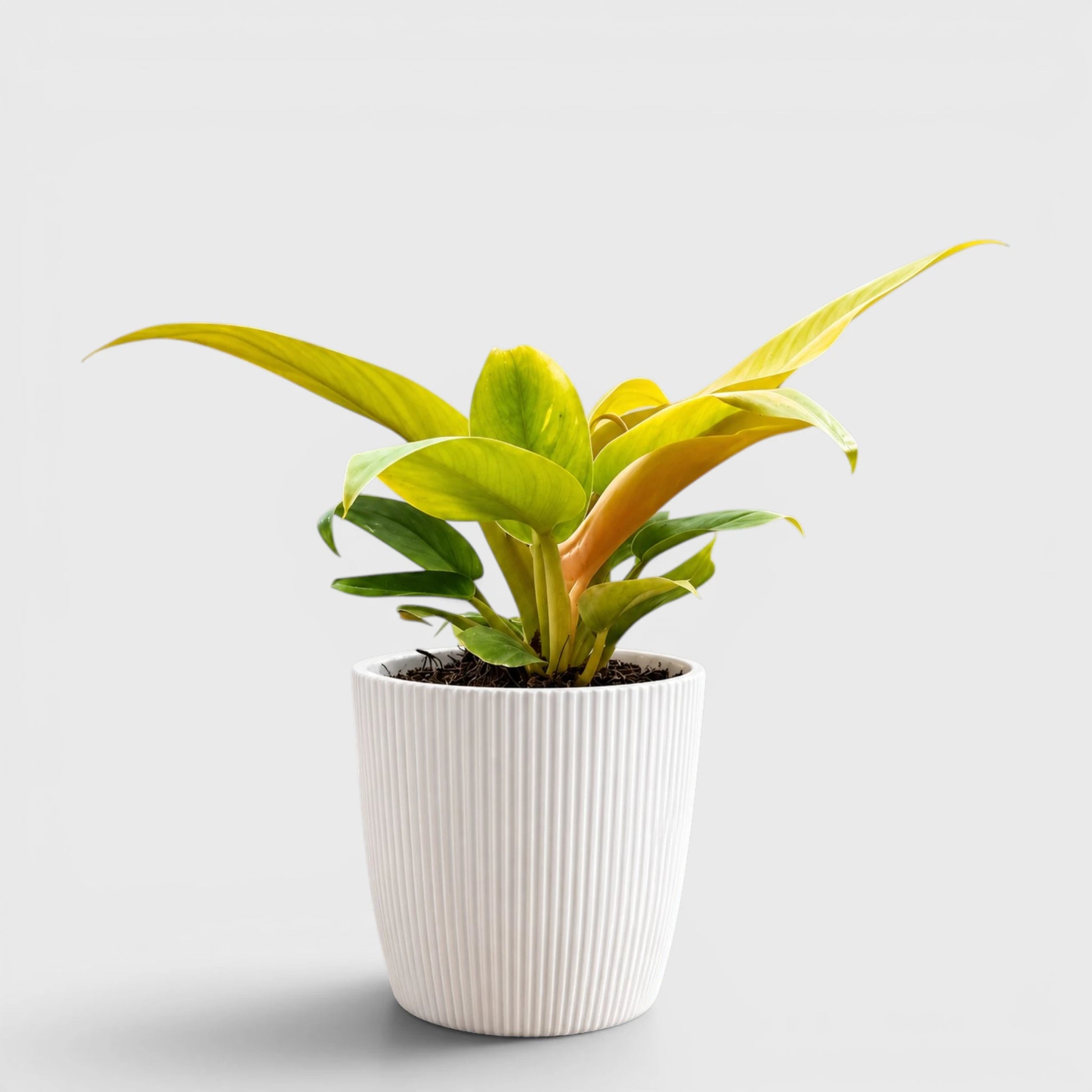 Rare Indoor House Plants Combo Set of 3 | Well Rooted Mature Plants