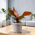 Philodendron McColley’s Finale | Well Rooted Mature Colorful Foliage Plant