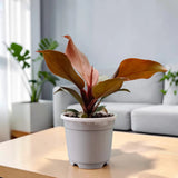 Philodendron McColley’s Finale | Well Rooted Mature Colorful Foliage Plant