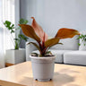 Philodendron McColley’s Finale | Well Rooted Mature Colorful Foliage Plant
