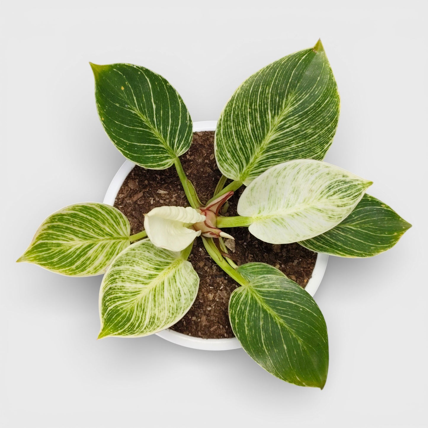 Elegant white-striped foliage makes Philodendron Birkin a standout indoor plant for modern homes.
