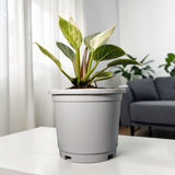 Philodendron Birkin – White Striped Foliage | Easy Care Indoor Plant | Rare Indoor Plants | Air Purifying Plants