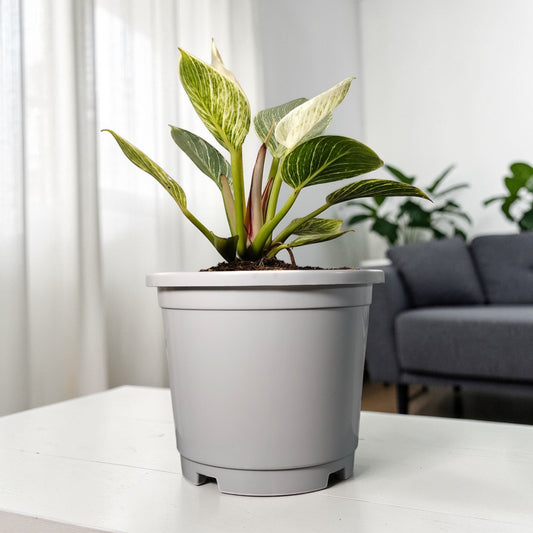 Philodendron Birkin in a modern house design