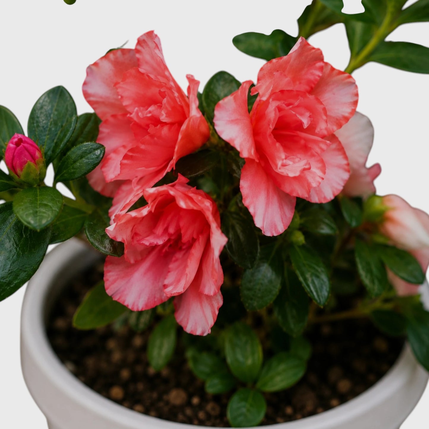 Azalea Southern Aurora | Well Rooted Mature Flowering Plant
