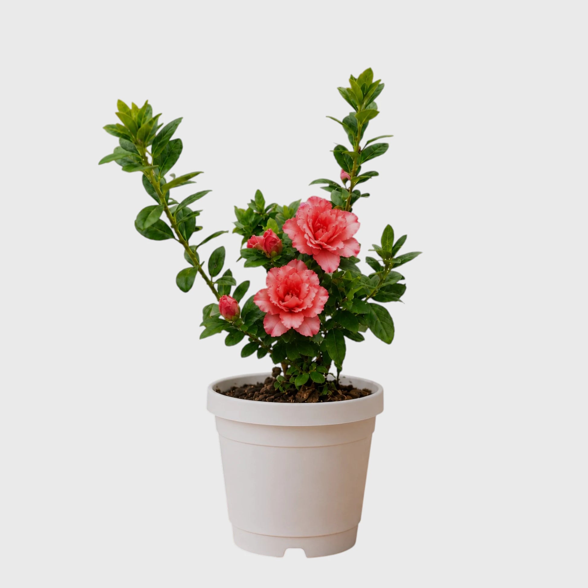 Azalea Southern Aurora | Well Rooted Mature Flowering Plant