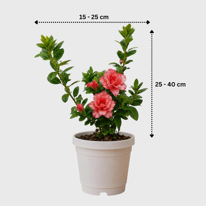 Azalea Southern Aurora | Well Rooted Mature Flowering Plant
