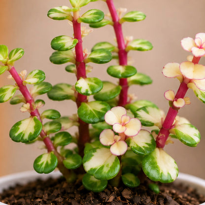 Portulacaria Afra Variegated (Elephant Bush) | Well Rooted Succulent Live Plant