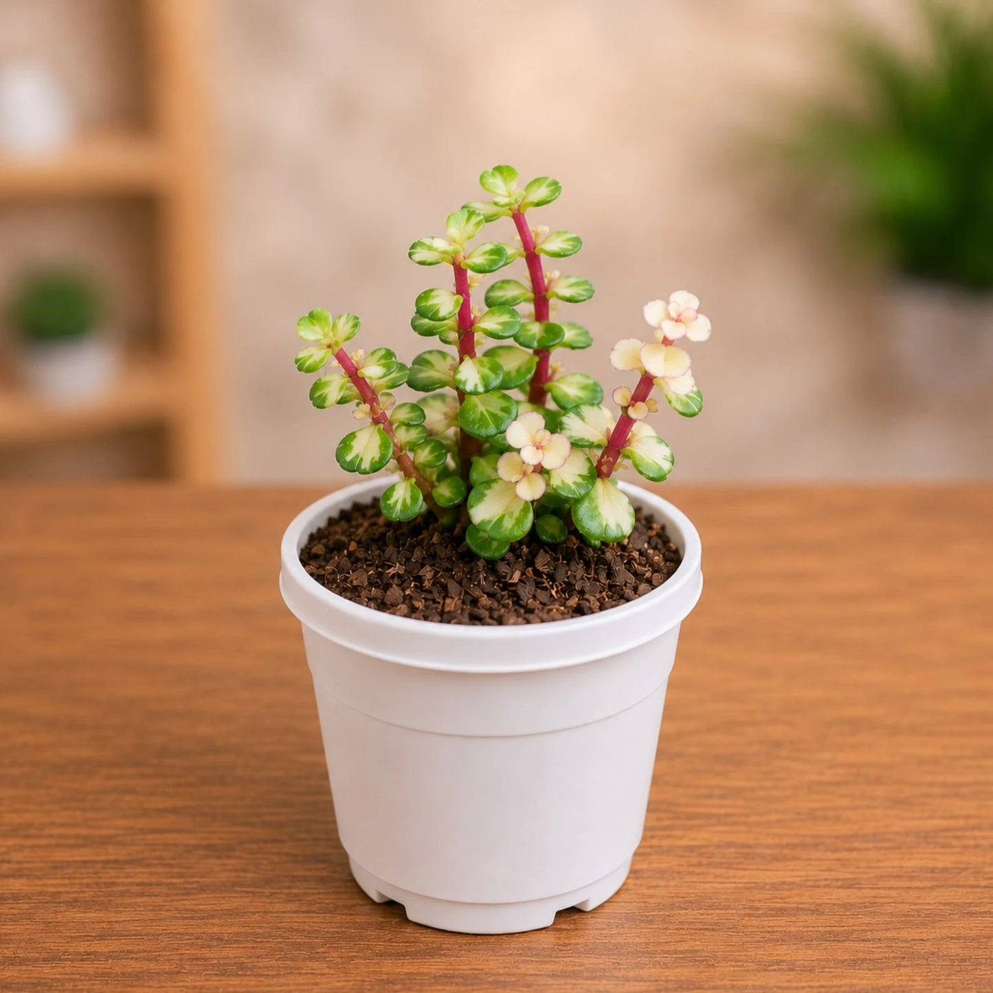 Portulacaria Afra Variegated (Elephant Bush) | Well Rooted Succulent Live Plant