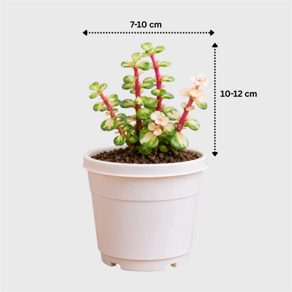 Portulacaria Afra Variegated (Elephant Bush) | Well Rooted Succulent Live Plant