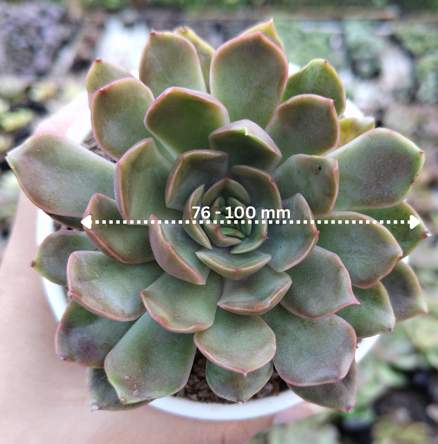 Echeveria 'Pink Harin' Bare-Rooted