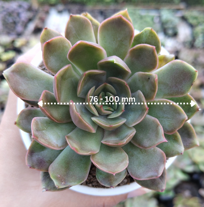 Echeveria 'Pink Harin' Bare-Rooted