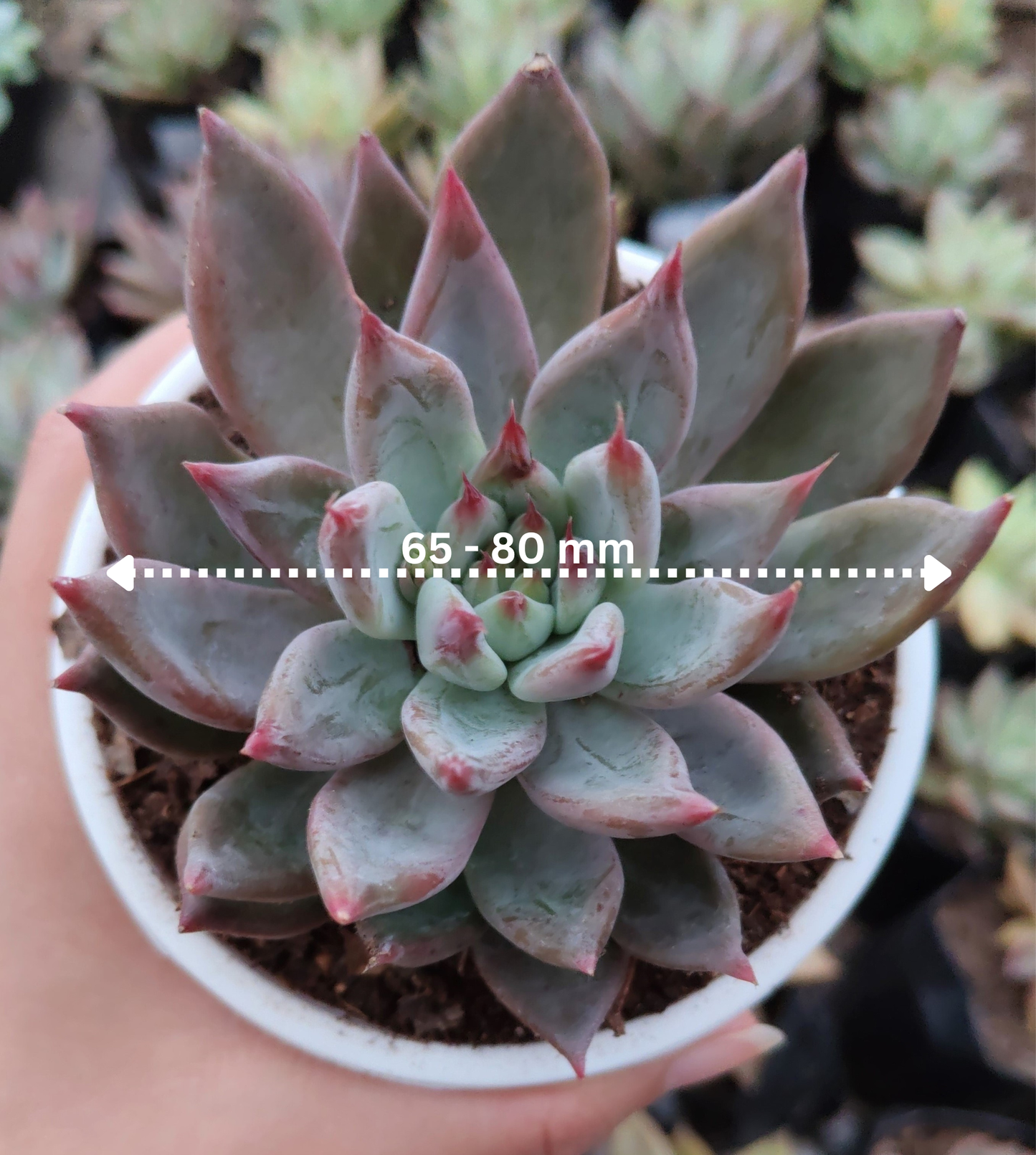 Pink Pachyphytum Hookeri Hybrid (Pink Moonstone) | Bare-Rooted – Mature & Well-Rooted Succulent | Perfect for Gifting & Home Décor