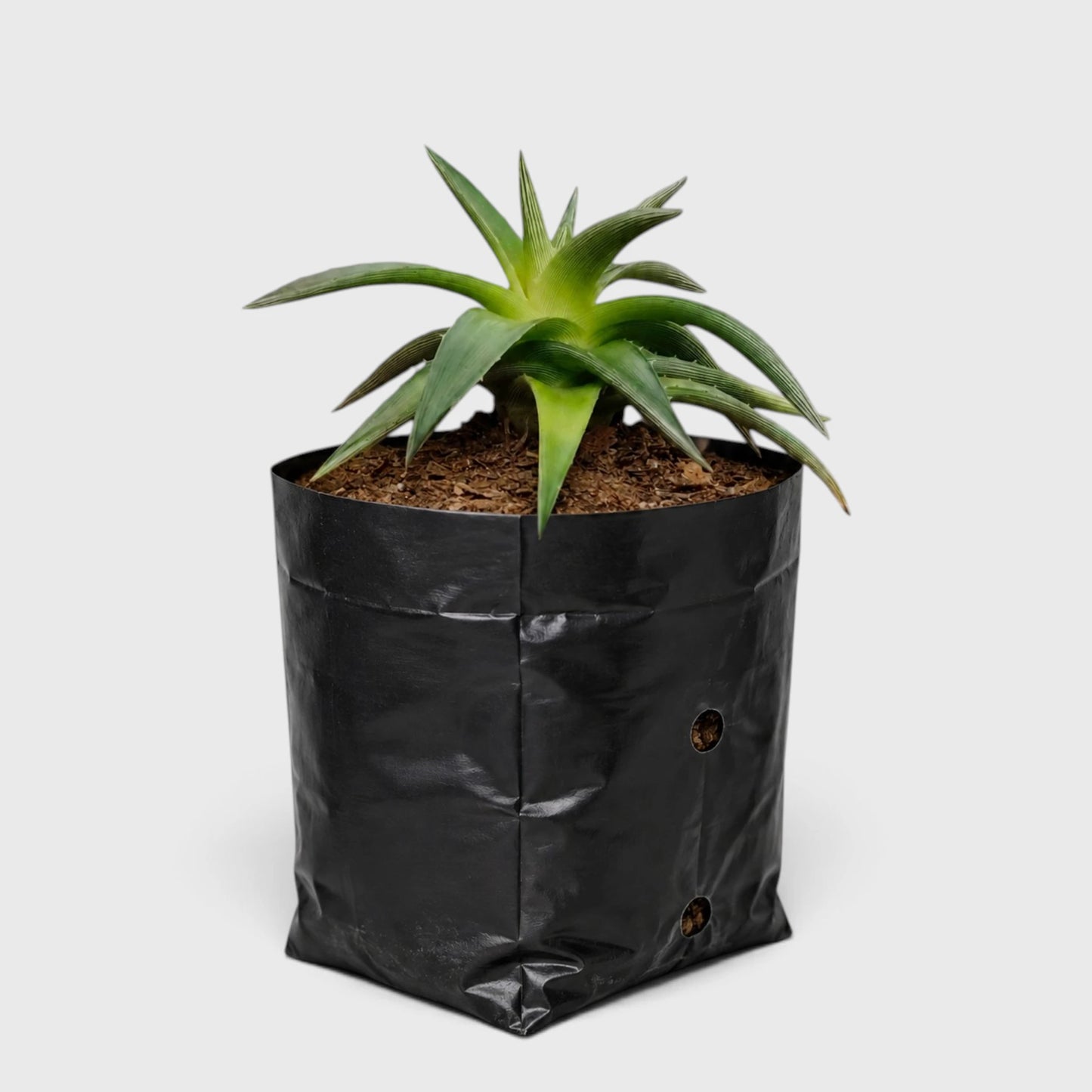 Dyckia Moonglow – Mature Well-Rooted Live Plant