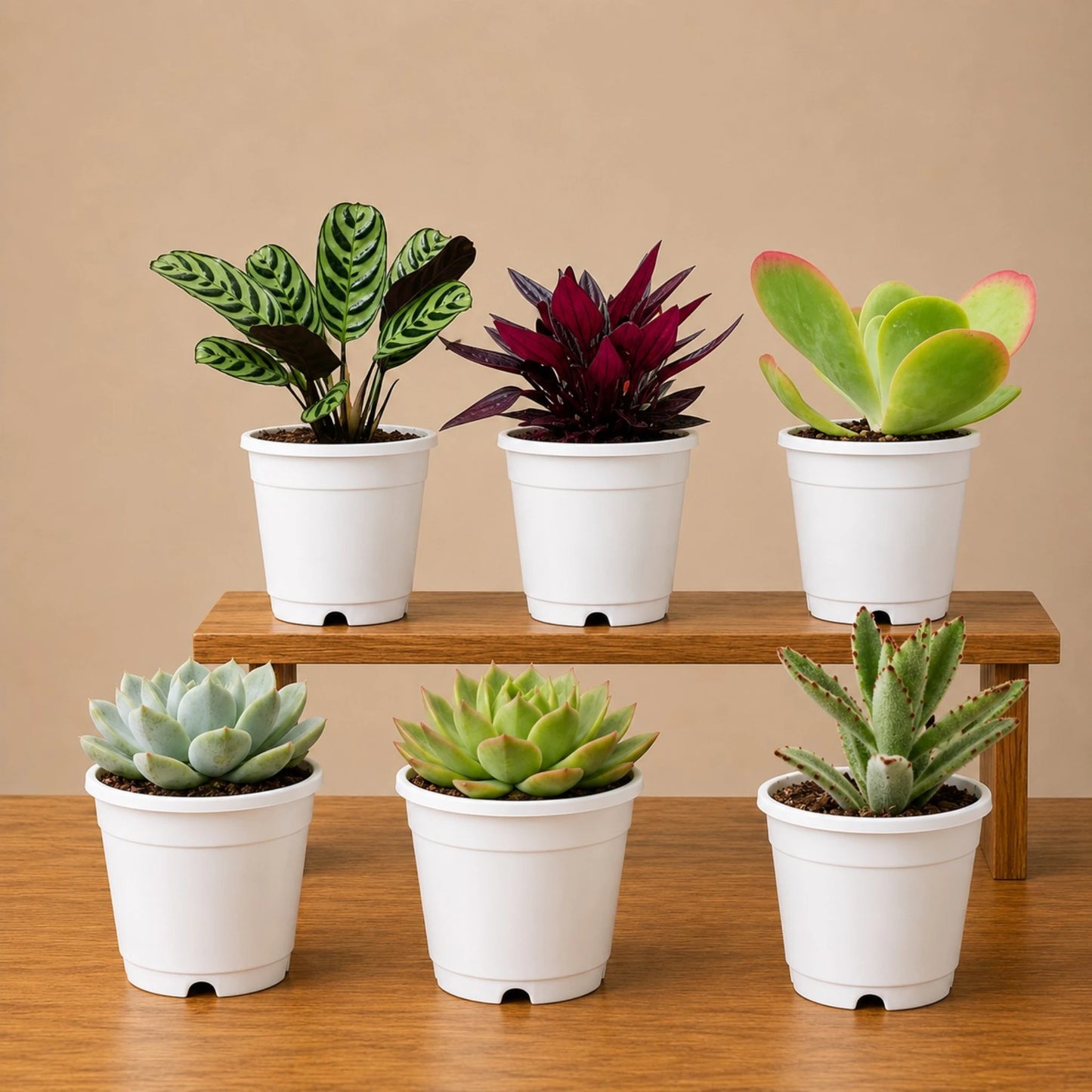 Indoor Plant Combo Pack of 6 | Rare & Decorative Live Plants