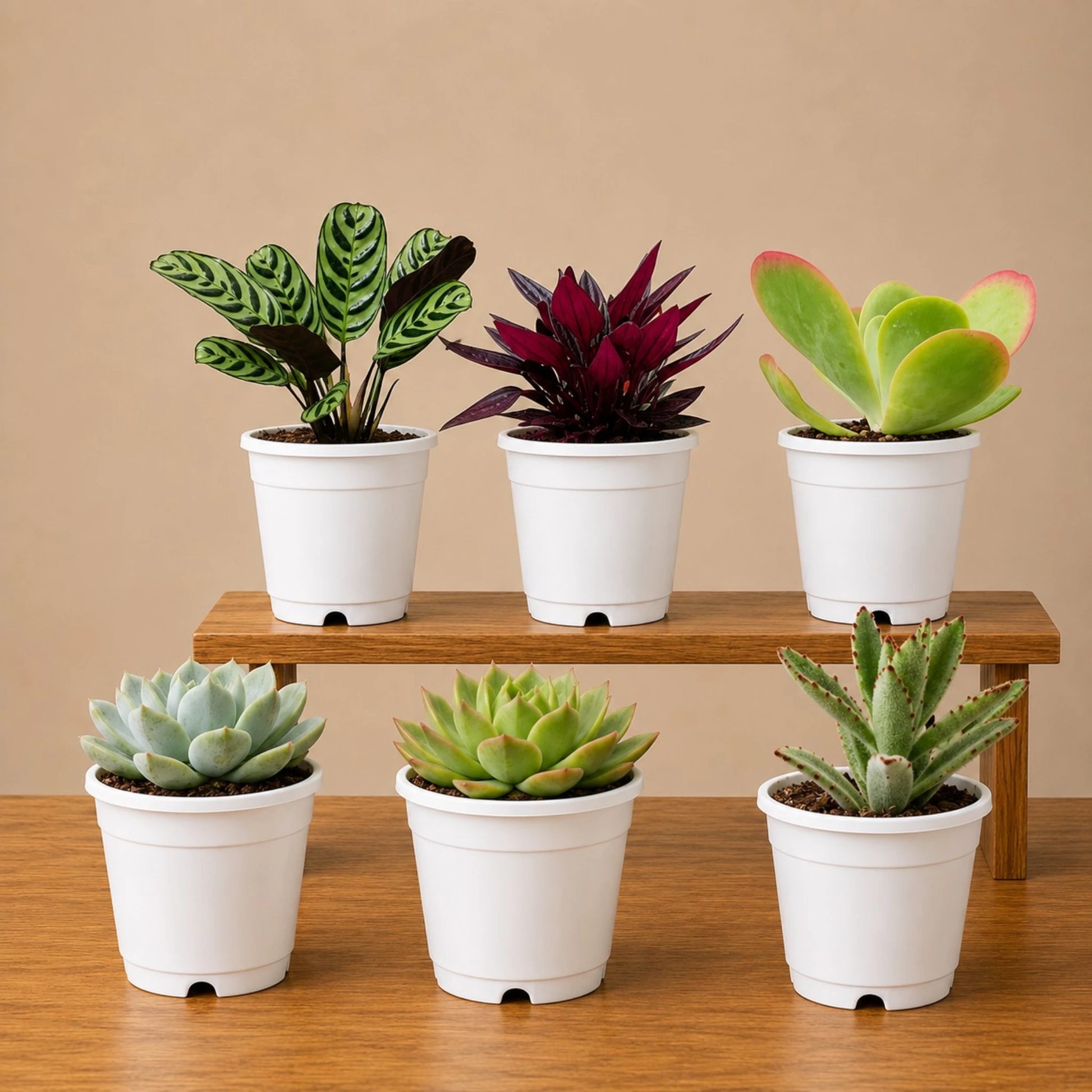 Indoor Plant Combo Pack of 6 | Rare & Decorative Live Plants
