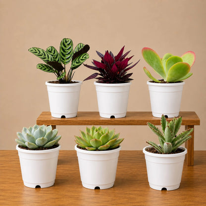 Indoor Plant Combo Pack of 6 | Rare & Decorative Live Plants