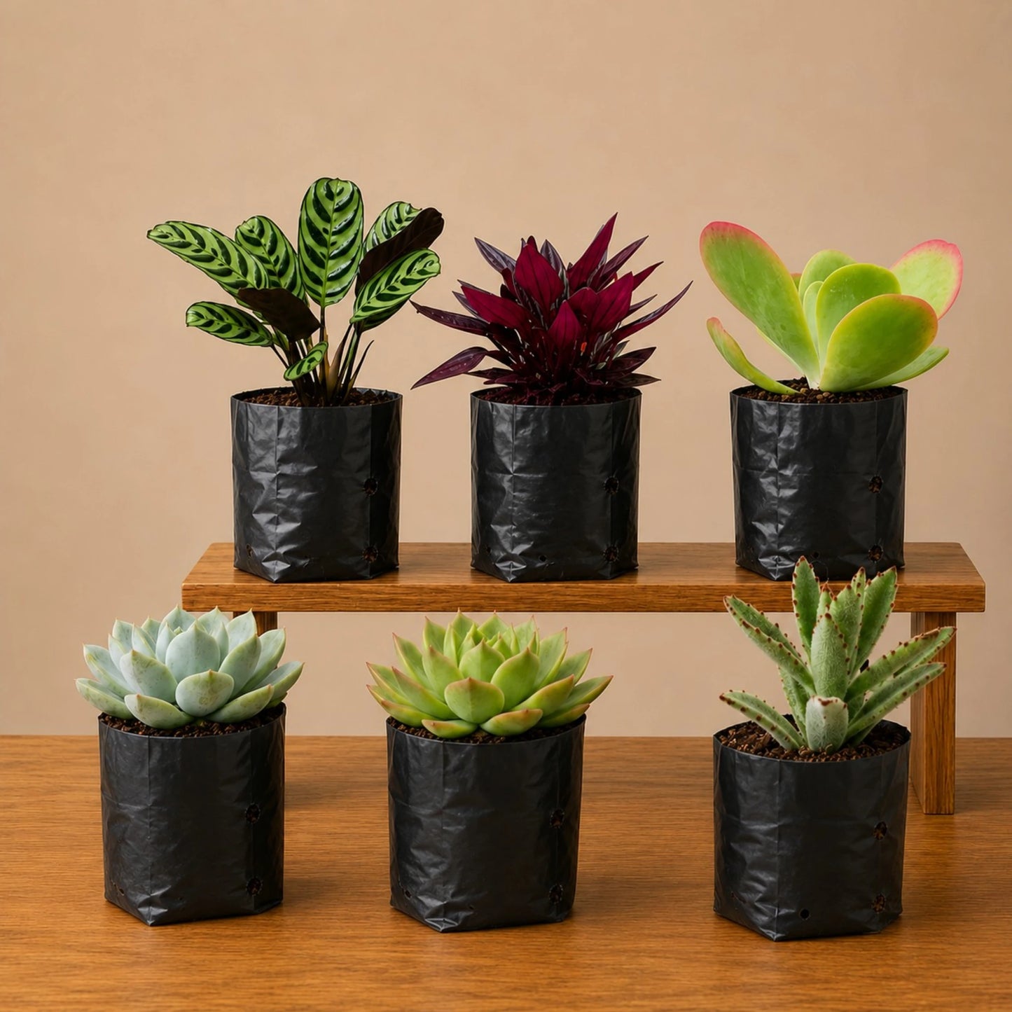Indoor Plant Combo Pack of 6 | Rare & Decorative Live Plants