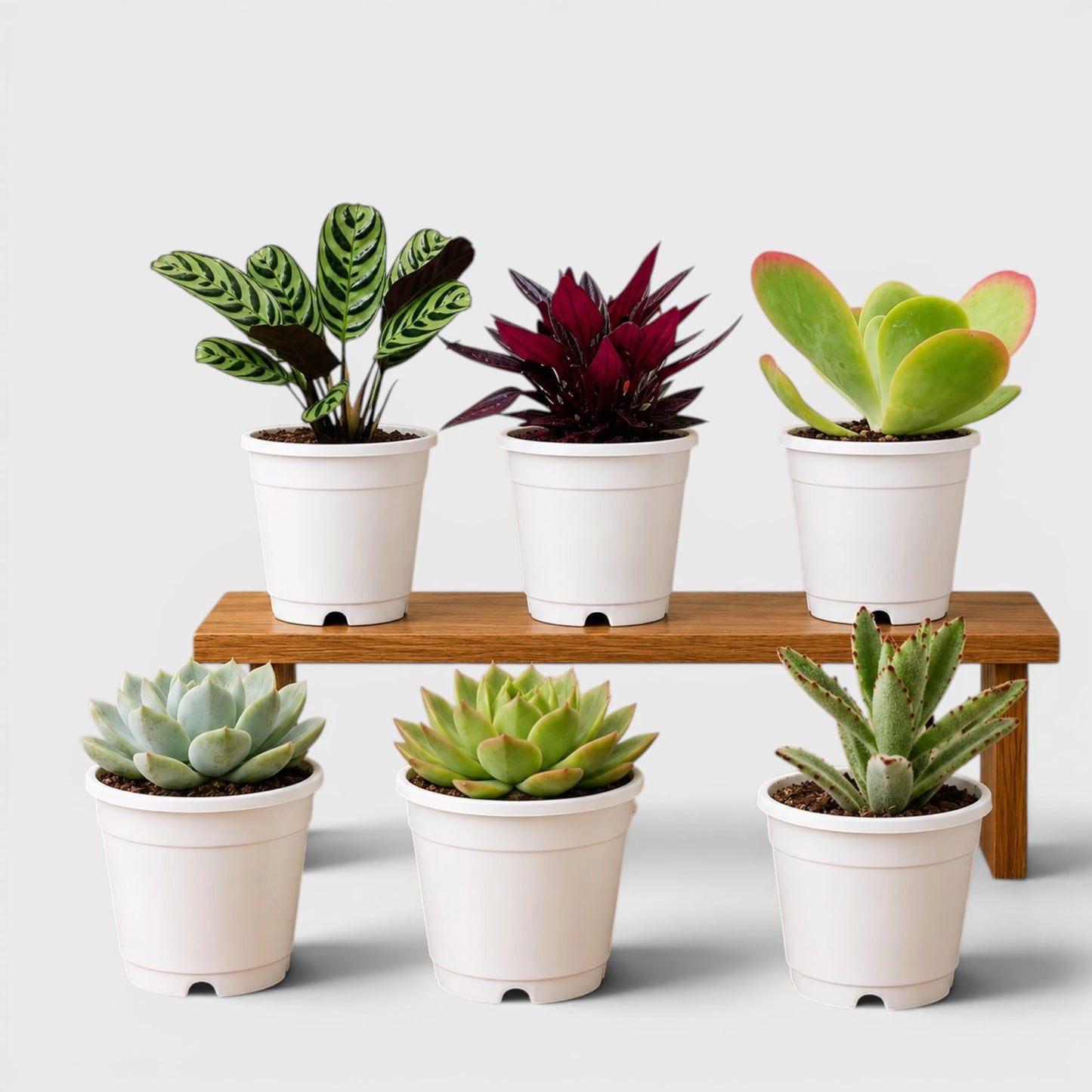 Indoor Plant Combo Pack of 6 | Rare & Decorative Live Plants