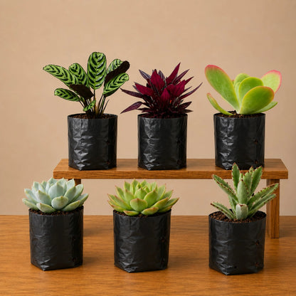 Indoor Plant Combo Pack of 6 | Rare & Decorative Live Plants