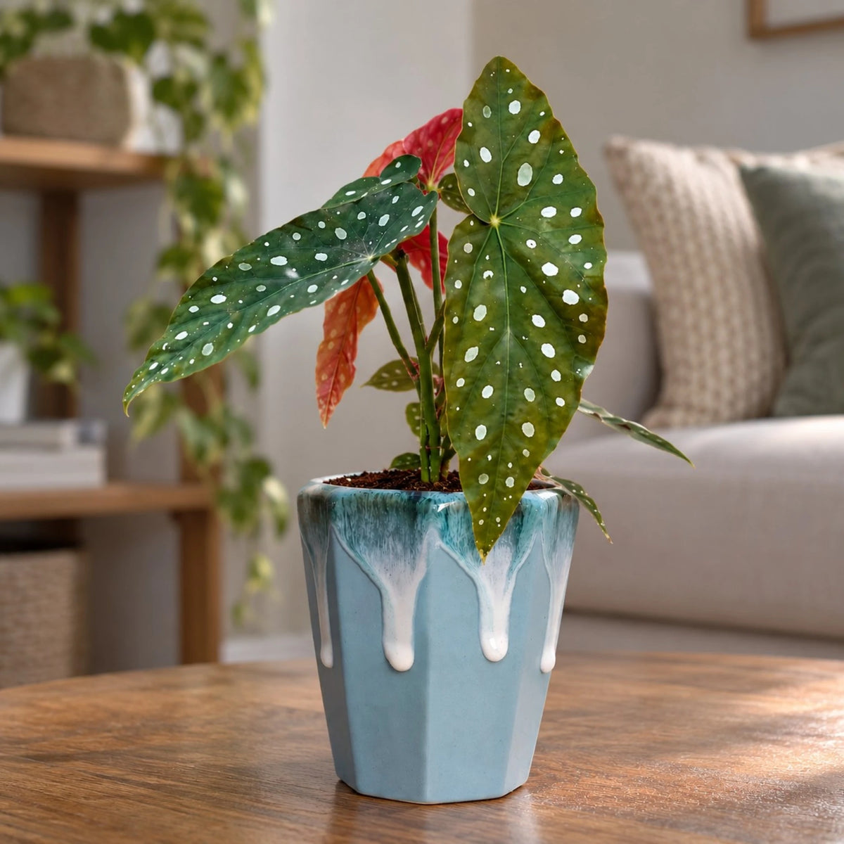Flux & Facet Ceramic Planter with Drip-Glaze Rim ( 8x16 cm )
