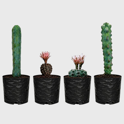 Collector Cactus Collection | 4 Rare & Unusual Well Rooted Cacti