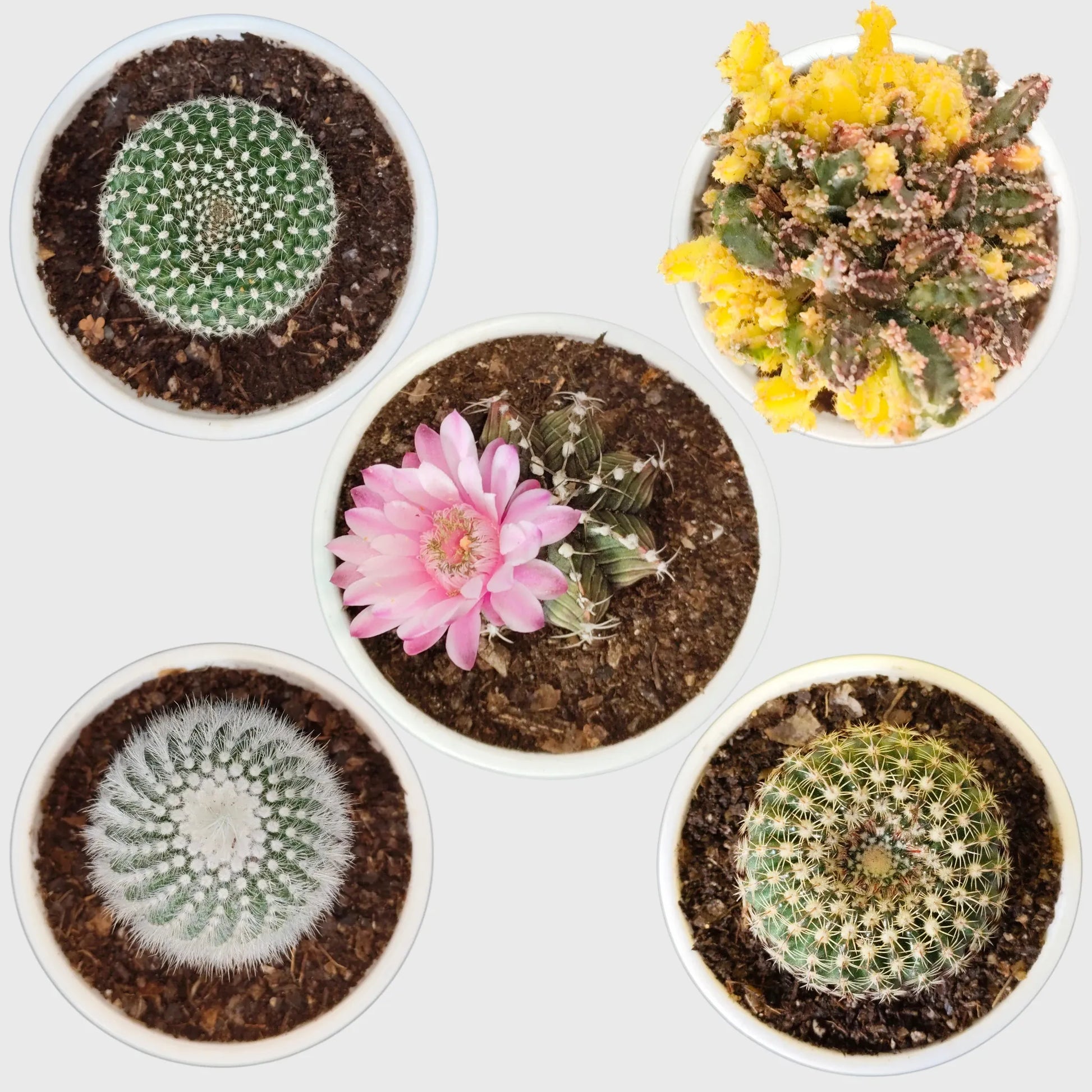 Colorful Unique Cactus Combo Set of 5 with Free Shipping | Bare Rooted Collector Cactus Pack