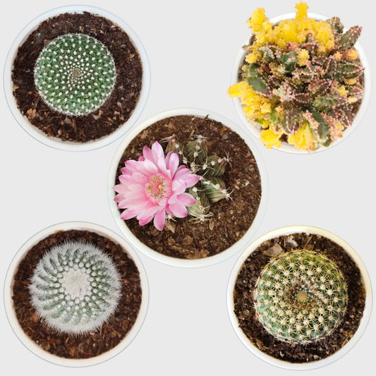 Colorful Unique Cactus Combo Set of 5 with Free Shipping | Bare Rooted Collector Cactus Pack